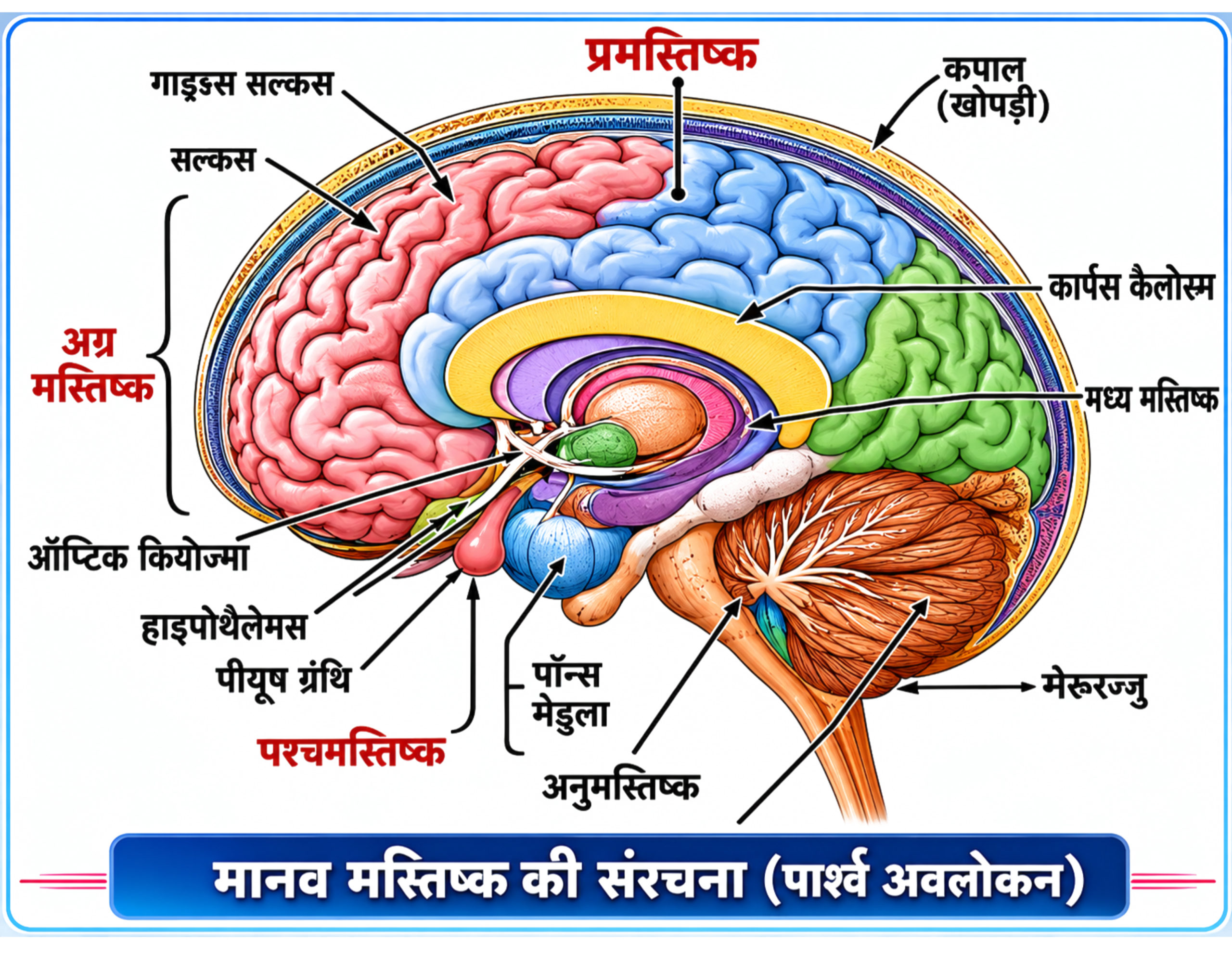 मानव मस्तिष्क की संरचना